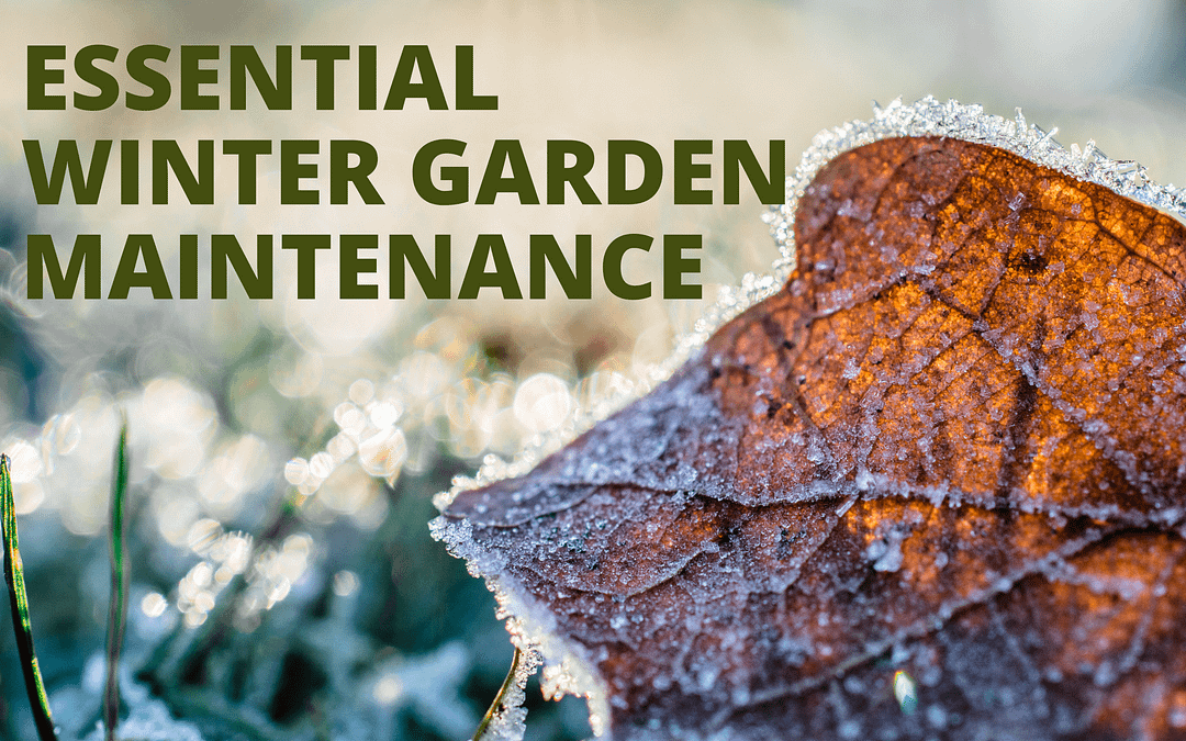 Essential winter maintenance for your water butt and garden