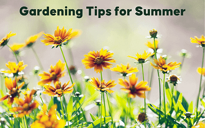 Gardening Tips for Summer