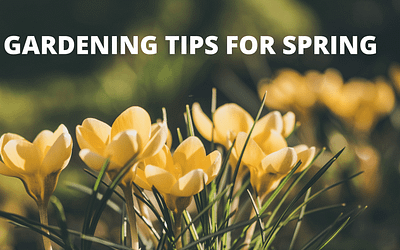 Gardening Tips for Spring
