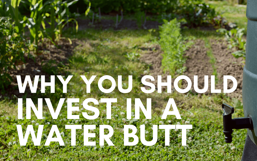 Gardening Basics: Investing in a Water Butt