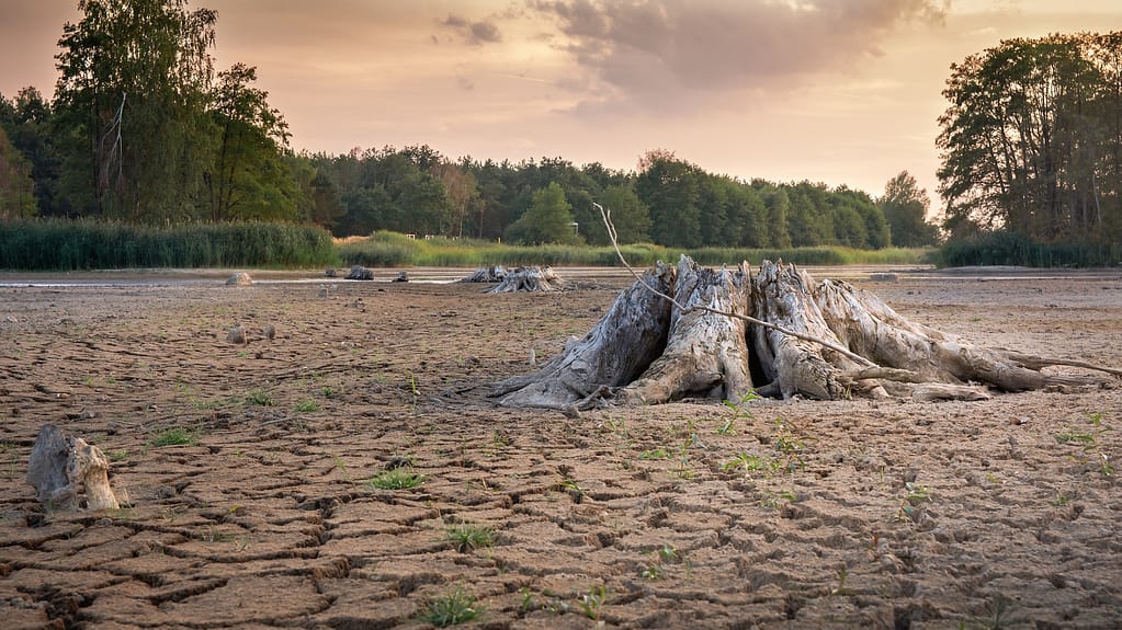 A dry river bed, depicting the impact of climate change and how importance it is to save water, is pictured with dead tree roots in the foreground. 